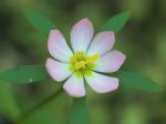 Sabatia calycina (Lam.) Heller