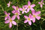 Sabatia campanulata (L.) Torr.