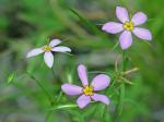 Sabatia campanulata (L.) Torr.