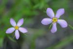 Sabatia campanulata (L.) Torr.