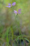 Sabatia campanulata (L.) Torr.