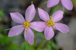 Sabatia campanulata (L.) Torr.