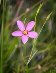 Sabatia campanulata (L.) Torr.