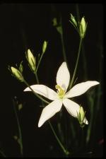Sabatia difformis (L.) Druce