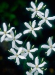 Sabatia difformis (L.) Druce
