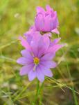 Sabatia dodecandra (L.) BSP