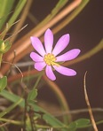 Sabatia dodecandra (L.) BSP