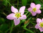 Sabatia stellaris Pursh