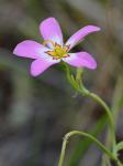 Sabatia stellaris Pursh