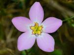 Sabatia stellaris Pursh