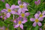 Sabatia stellaris Pursh
