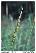 Erianthus strictus Baldwin