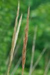 Erianthus strictus Baldwin