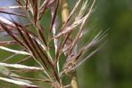Erianthus giganteus (Walt.) P. Beauv.