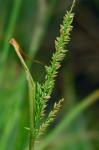 Sacciolepis striata (L.) Nash