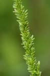 Sacciolepis striata (L.) Nash
