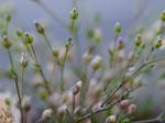 Sagina decumbens (Ell.) Torrey & A. Gray ssp. decumbens