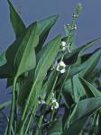 Sagittaria australis (J.G.Smith) Small