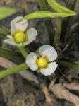 Sagittaria calycina Engelm.