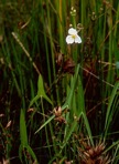 Sagittaria engelmanniana J.G. Smith
