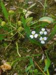 Sagittaria graminea Michaux