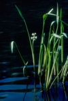 Sagittaria graminea Michaux