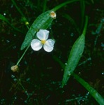 Sagittaria graminea Michaux