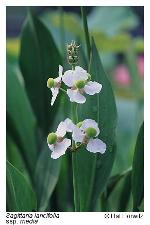 Sagittaria lancifolia L. var. media Micheli