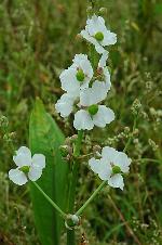 Sagittaria lancifolia L. var. media Micheli