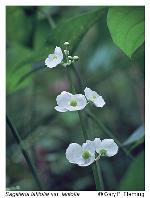Sagittaria latifolia Willdenow