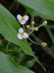 Sagittaria latifolia Willdenow