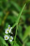 Sagittaria latifolia Willd. var. latifolia