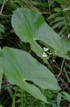 Sagittaria latifolia Willd. var. pubescens (Muhl. ex Nutt.) J.G. Smith
