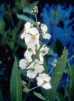 Sagittaria latifolia Willdenow