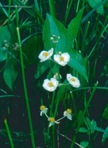 Sagittaria latifolia Willdenow