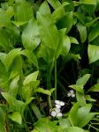 Sagittaria rigida Pursh