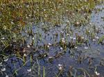 Sagittaria subulata (L.) Buch.