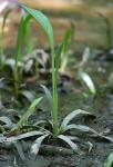 Sagittaria weatherbiana Fernald