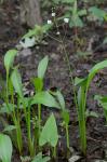 Sagittaria weatherbiana Fernald