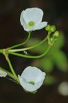 Sagittaria weatherbiana Fernald