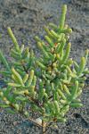 Salicornia bigelovii Torr.