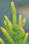 Salicornia bigelovii Torr.