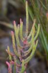 Salicornia virginica L.