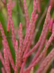 Salicornia virginica L.