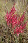 Salicornia virginica L.