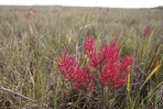 Salicornia virginica L.