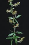 Salix alba L.