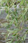 Salix alba L.