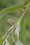 Salix alba L.