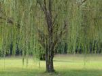 Salix babylonica L.